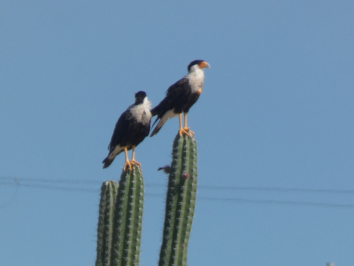 Crested Caracara - ML641095672
