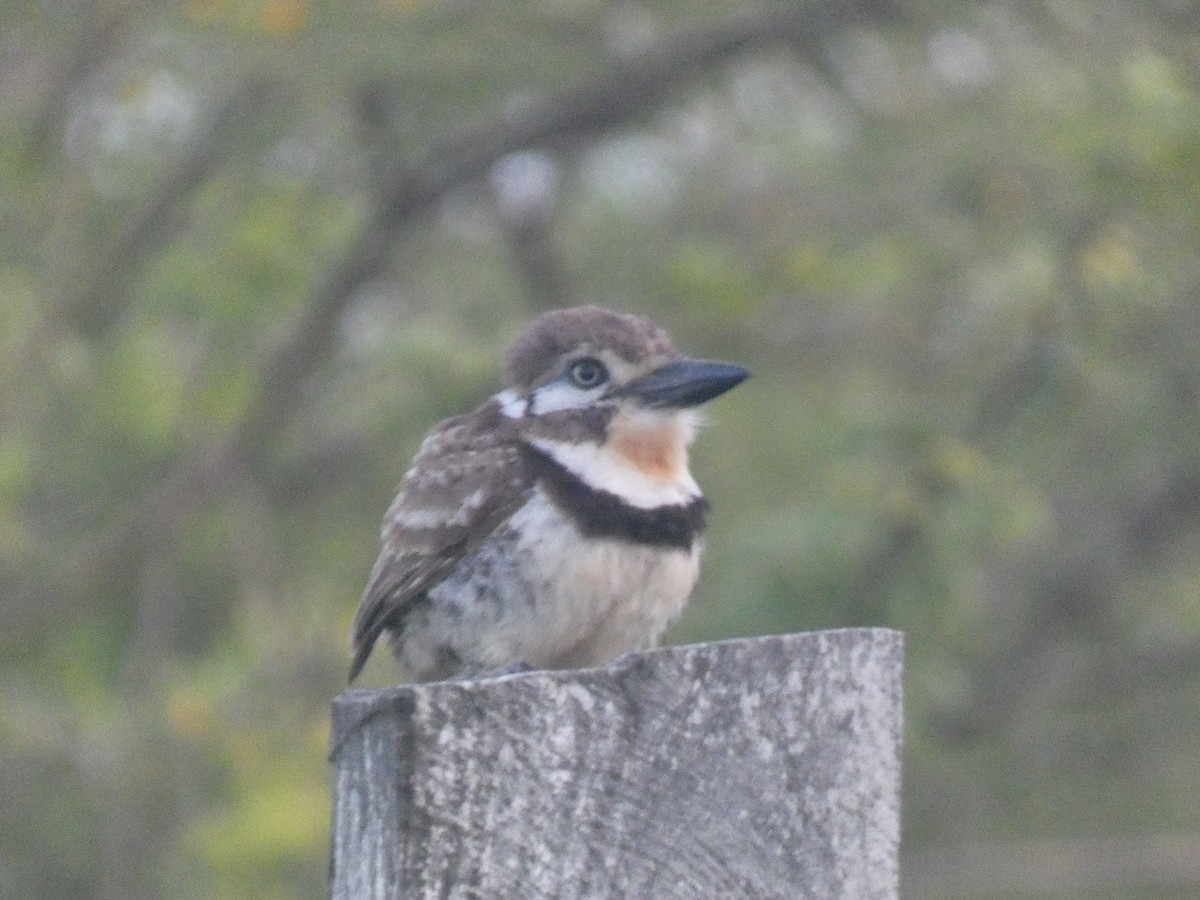 Russet-throated Puffbird - ML641095690