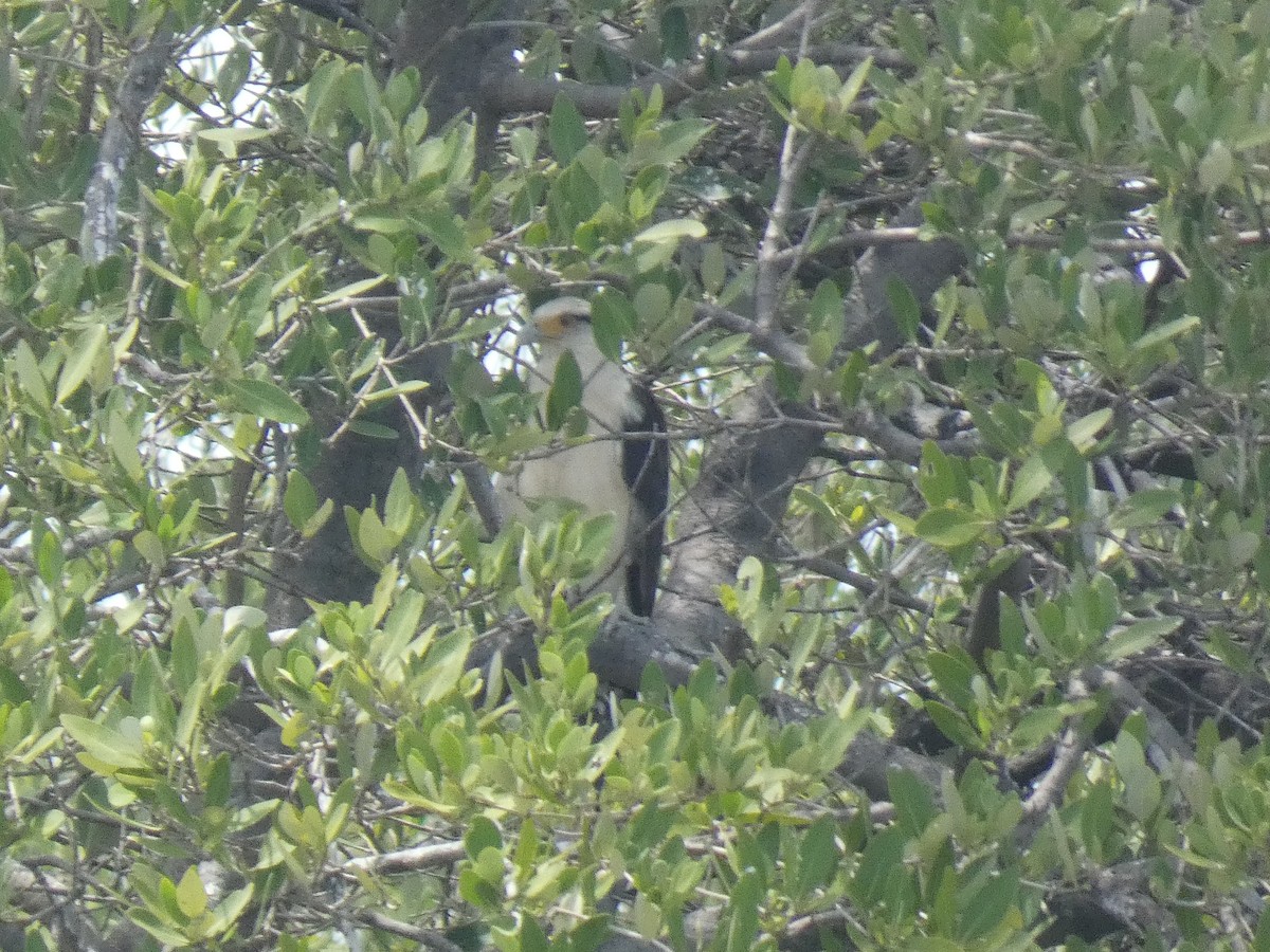Yellow-headed Caracara - ML641095697