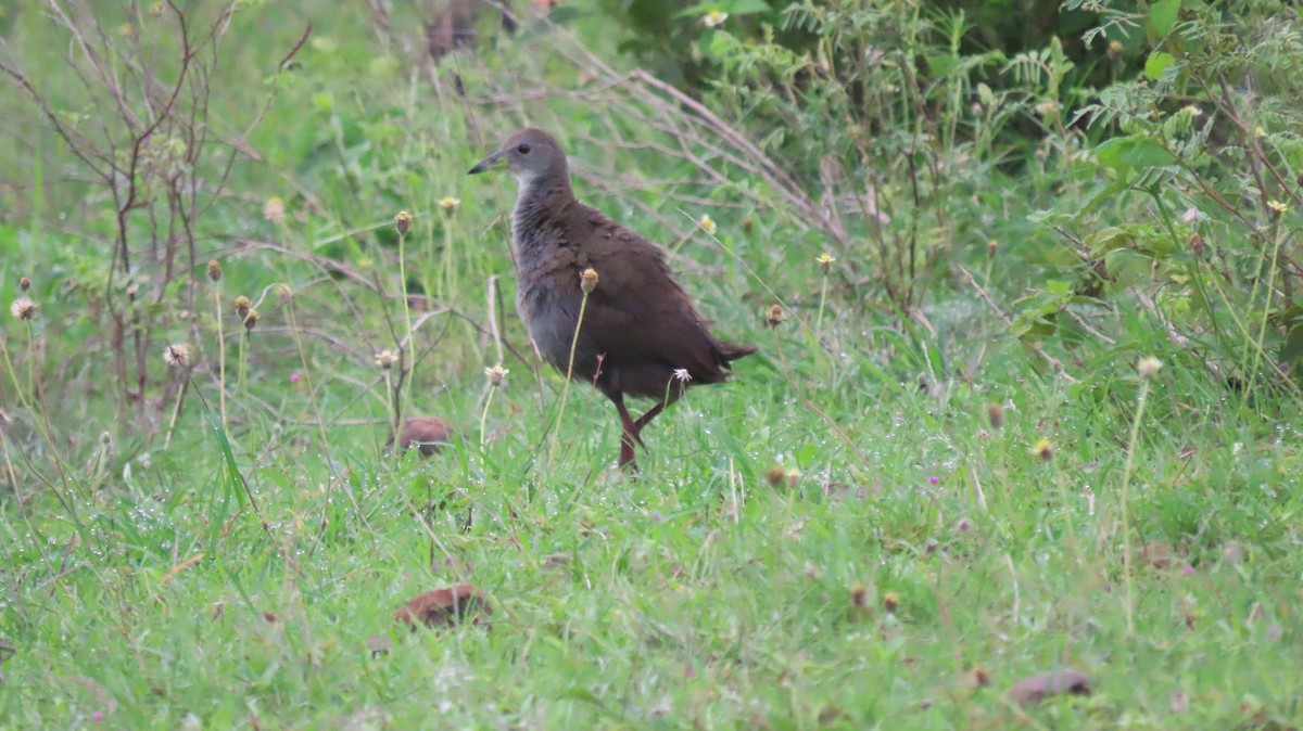 Brown Crake - ML641095715