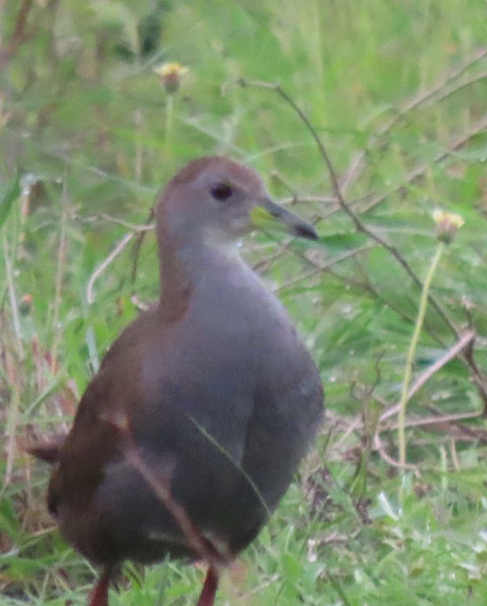 Brown Crake - ML641095718