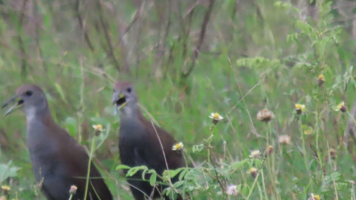 Brown Crake - ML641095726