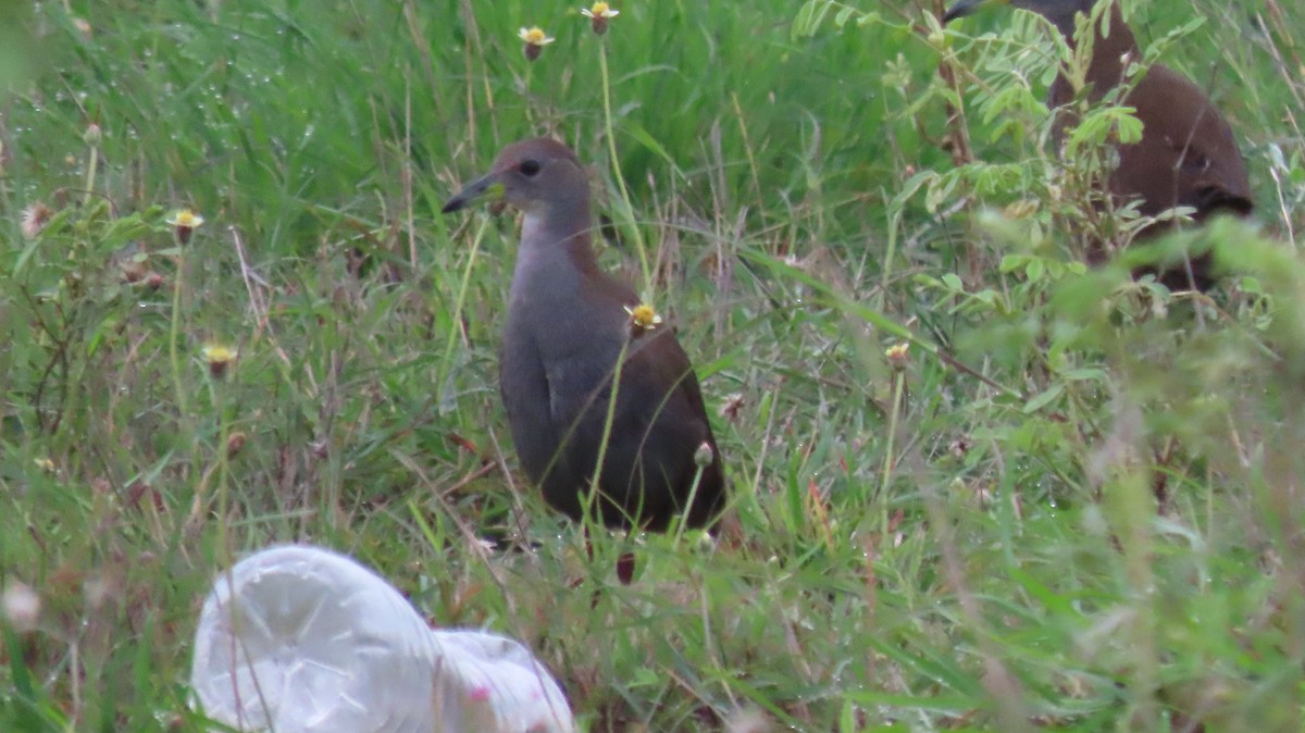 Brown Crake - ML641095728