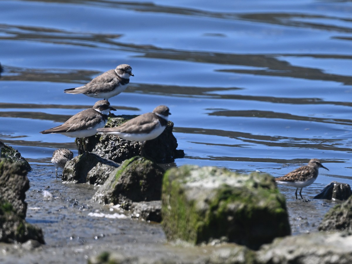 Semipalmated Plover - ML641095740