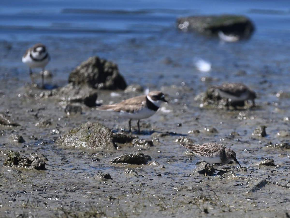 Semipalmated Plover - ML641095741