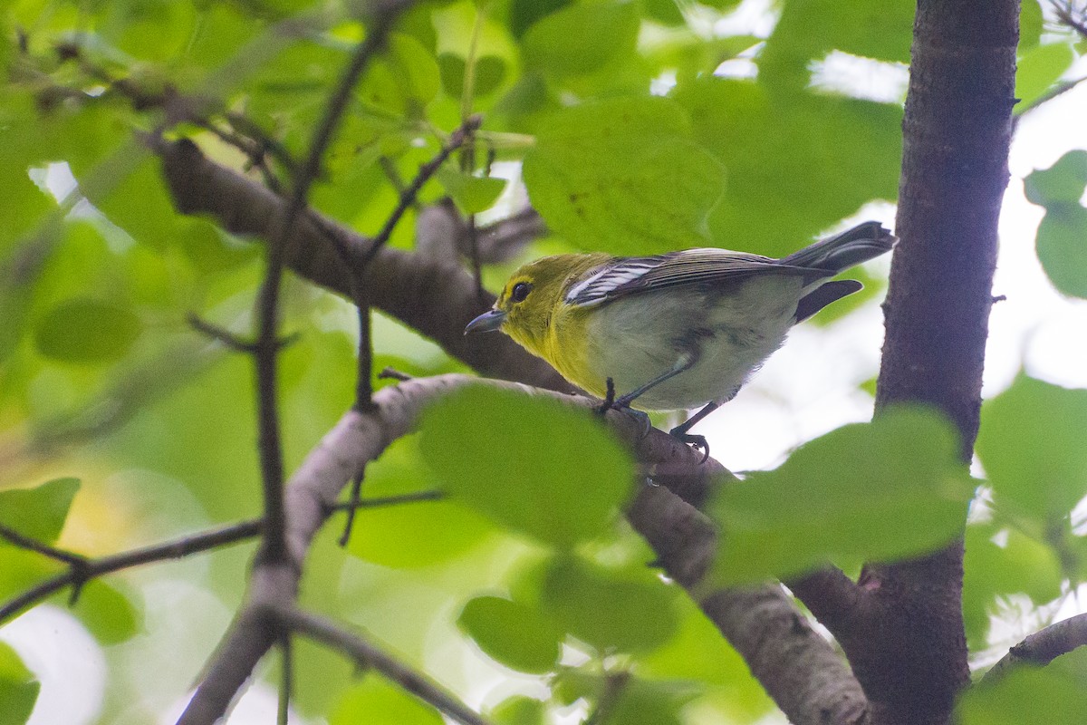 Yellow-throated Vireo - ML641095742