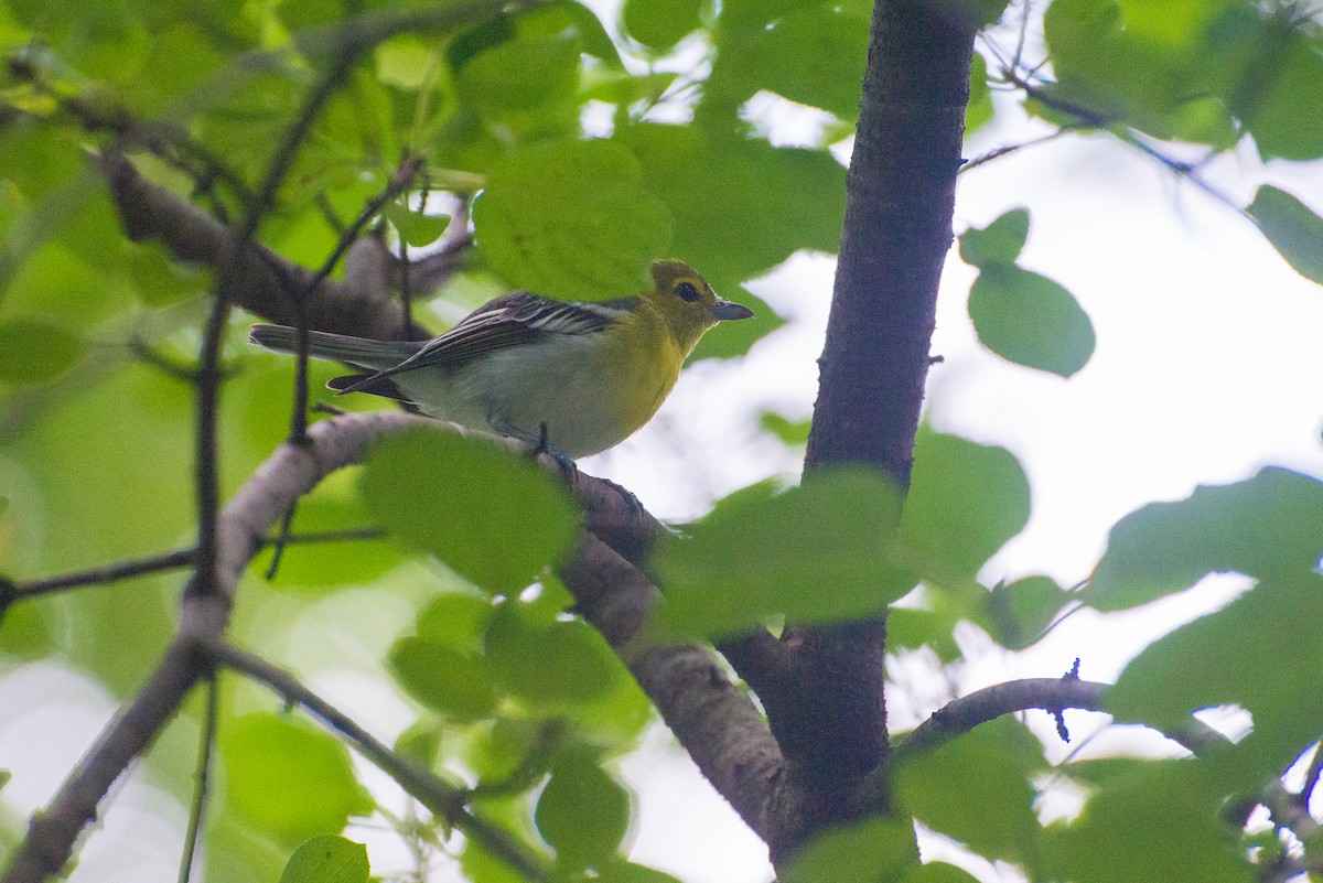 Yellow-throated Vireo - ML641095744
