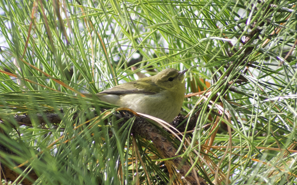 Tennessee Warbler - ML641095754