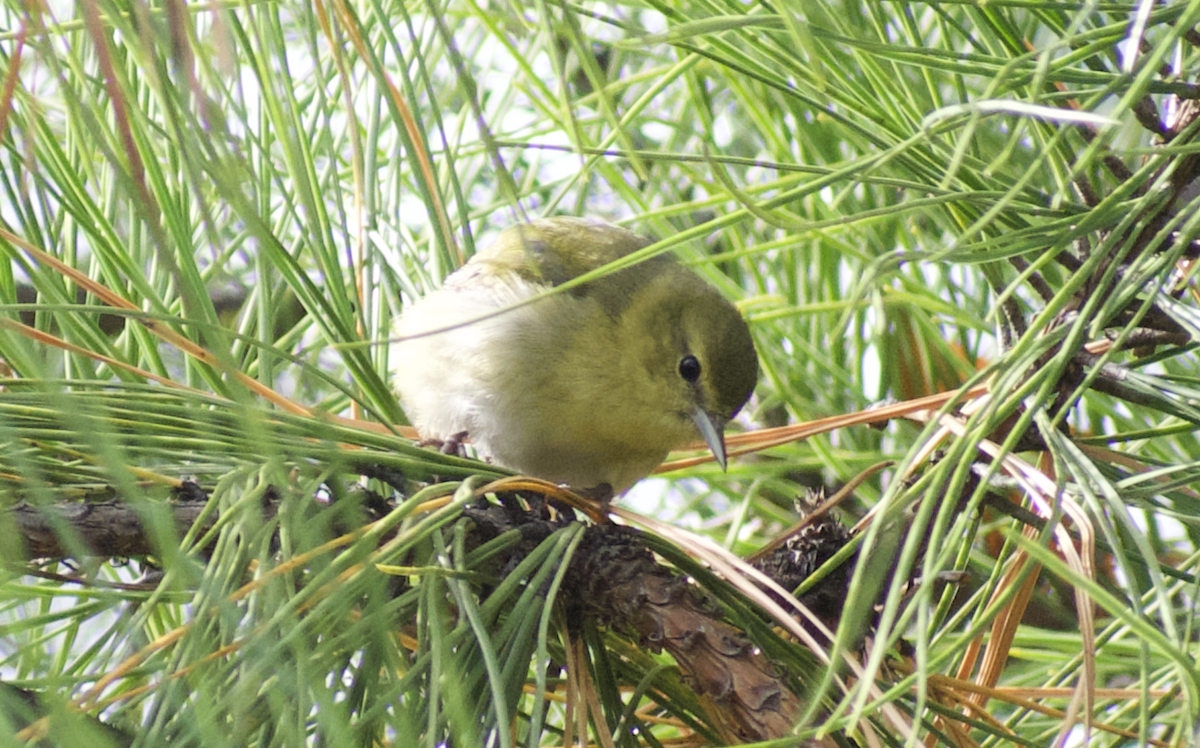 Tennessee Warbler - ML641095755