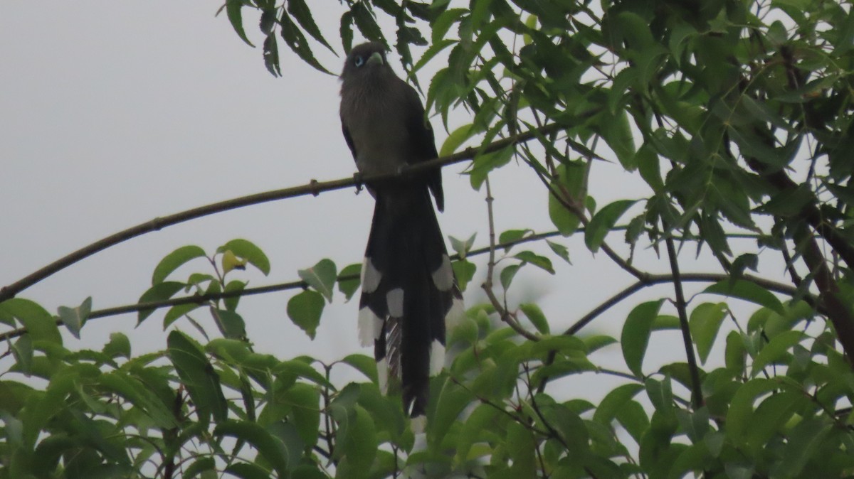 Blue-faced Malkoha - ML641095766
