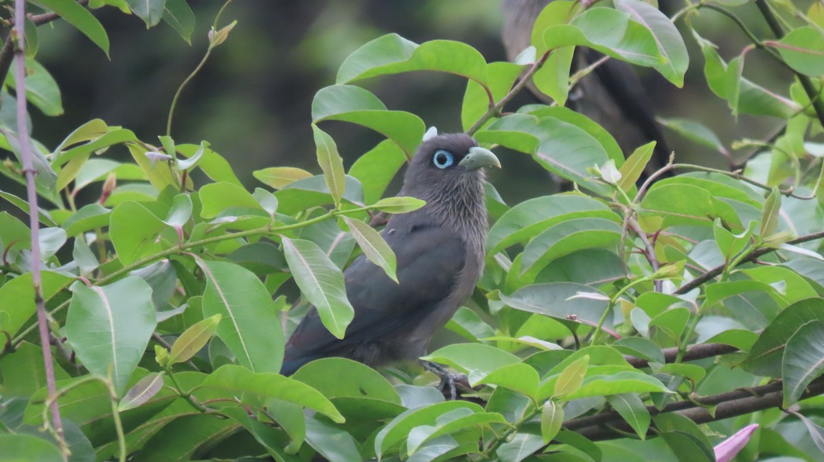 Blue-faced Malkoha - ML641095767