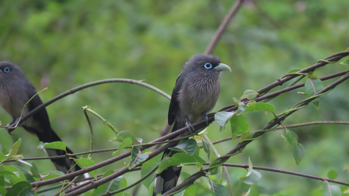 Blue-faced Malkoha - ML641095776