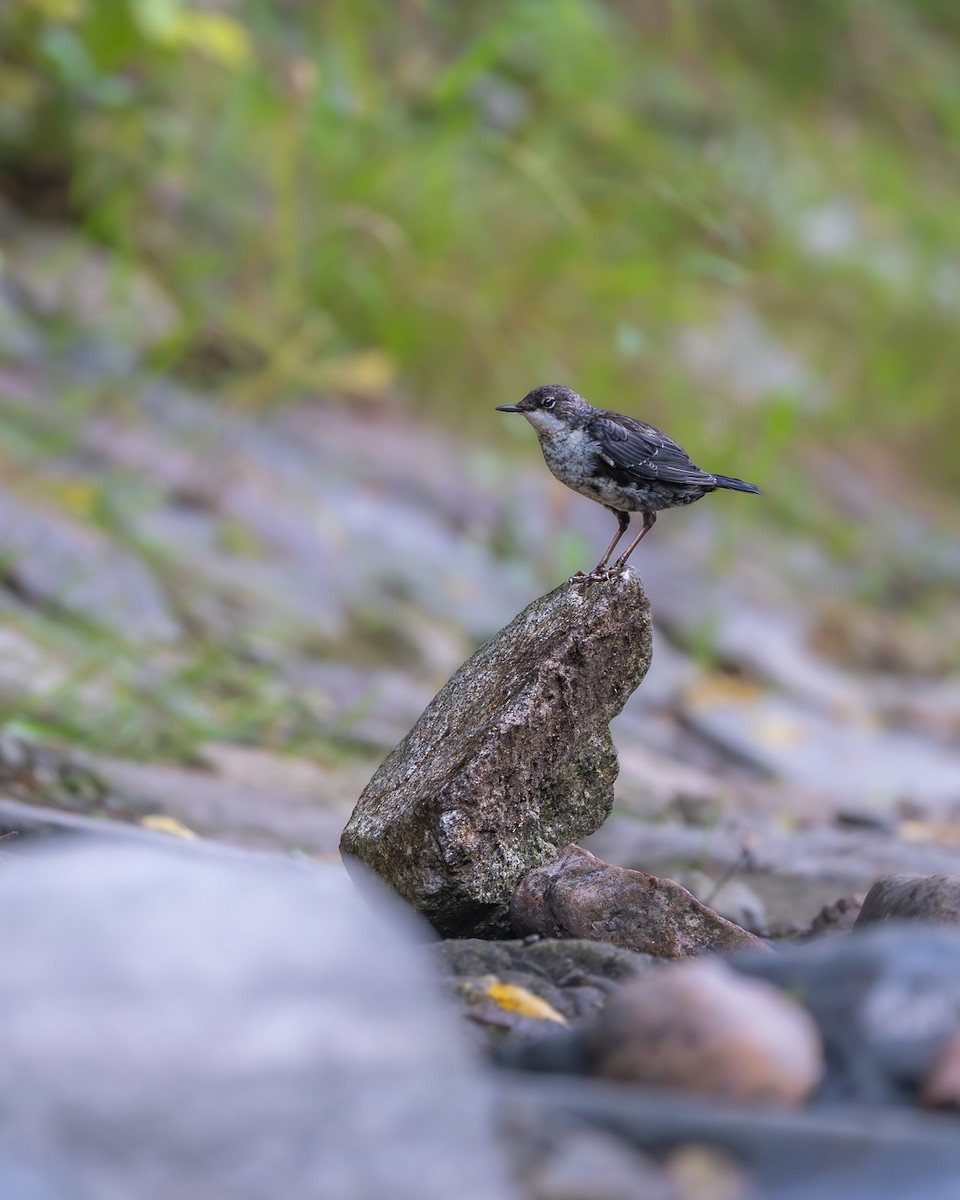 White-throated Dipper - ML641095818