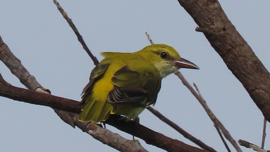 Oropéndola India - ML641095847