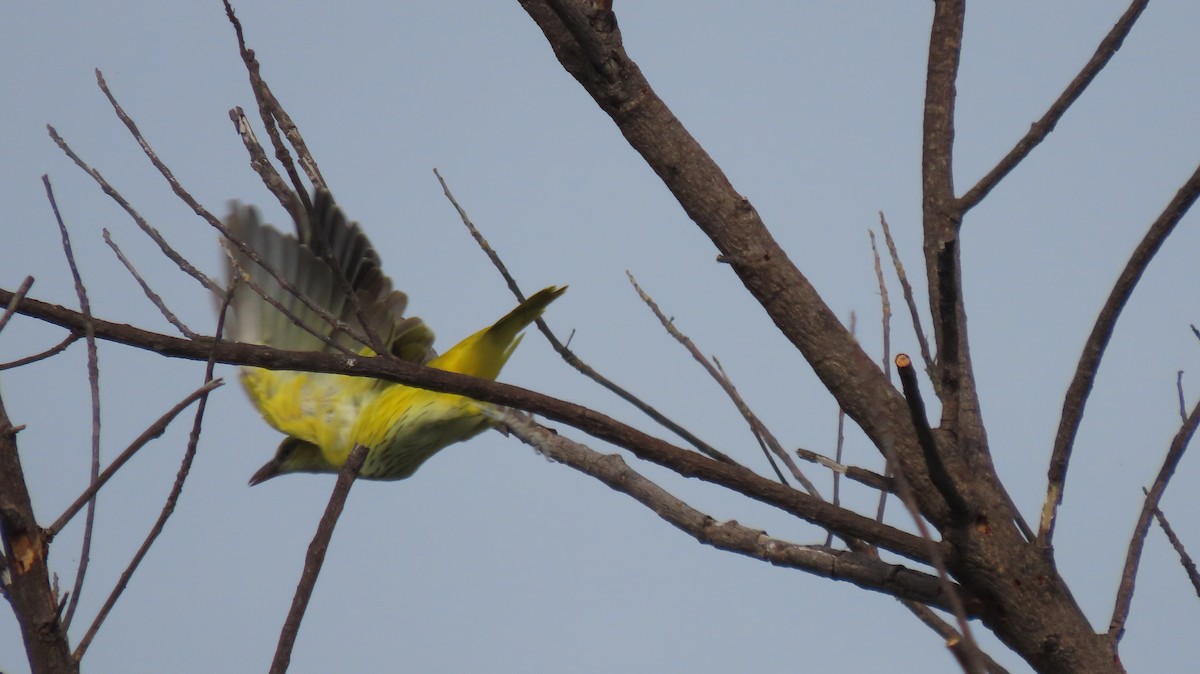 Oropéndola India - ML641095849