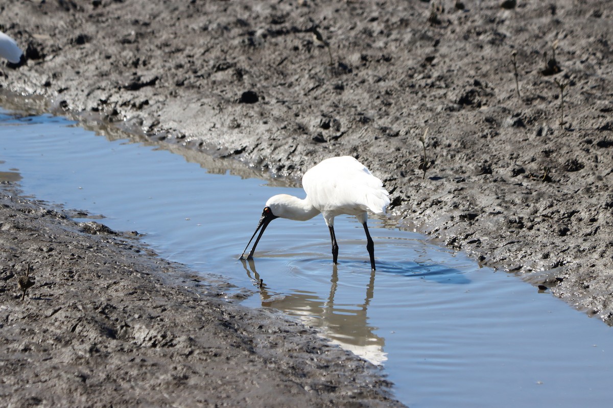 Royal Spoonbill - ML641095864