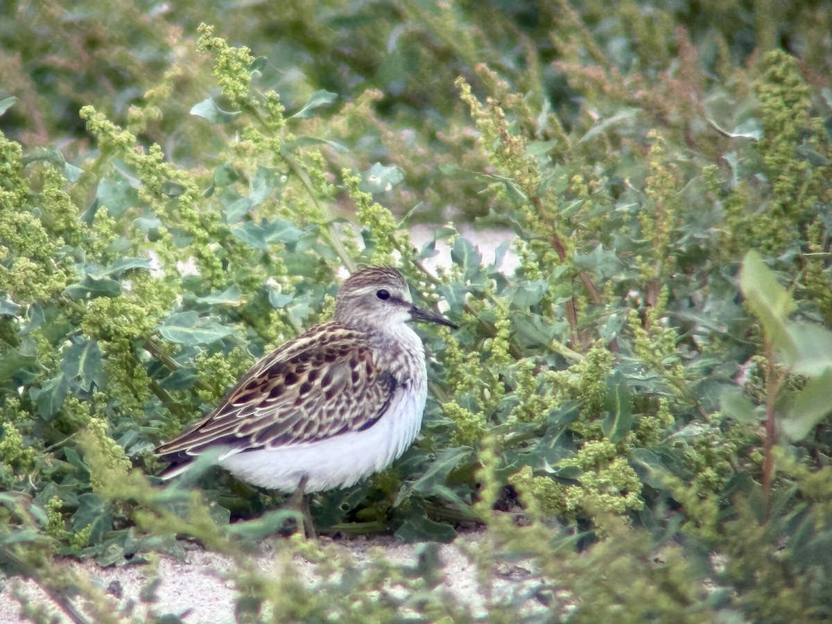 Least Sandpiper - ML641095865