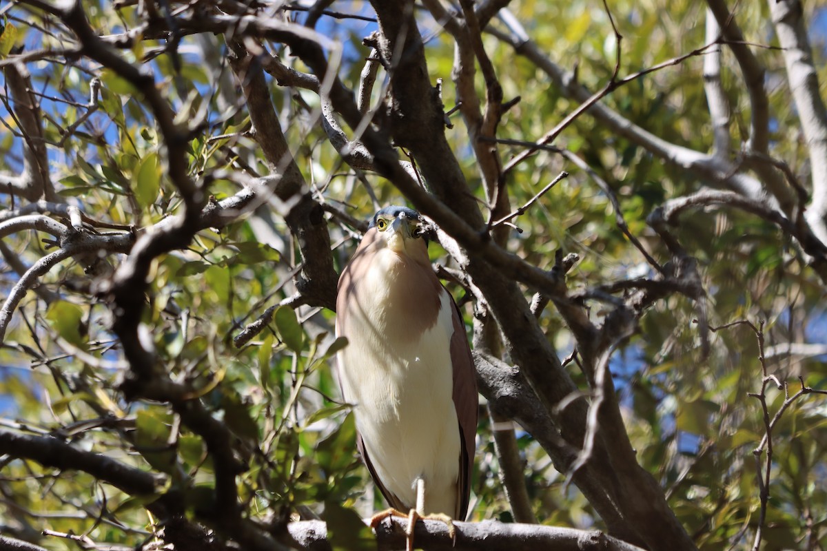 Nankeen Night Heron - ML641095888