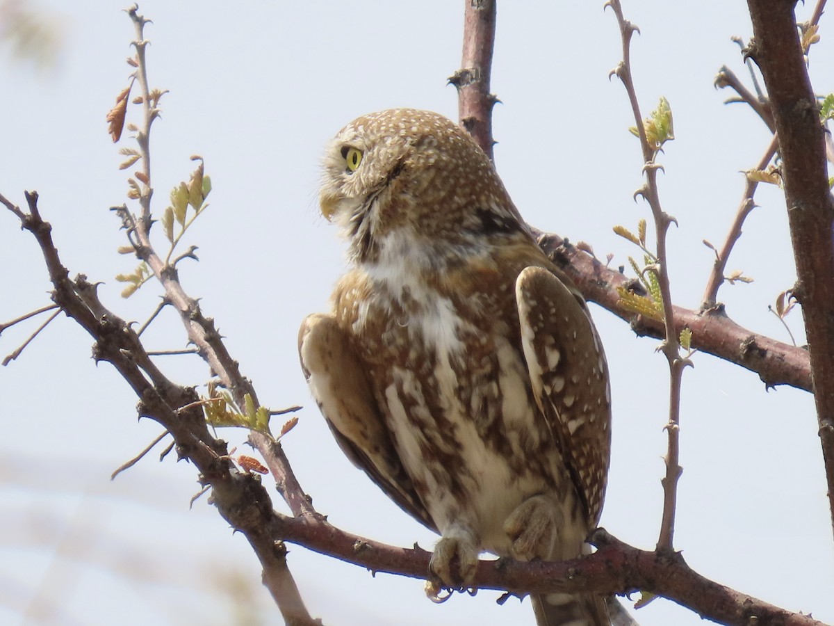 Pearl-spotted Owlet - ML641095918