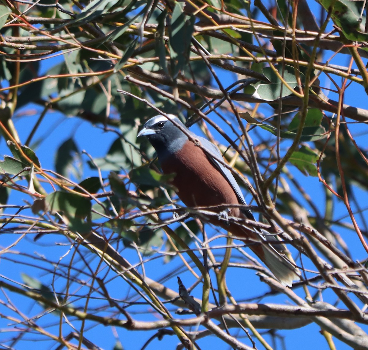 White-browed Woodswallow - ML641095919