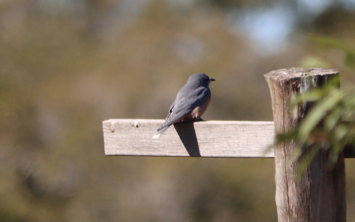 White-browed Woodswallow - ML641095920