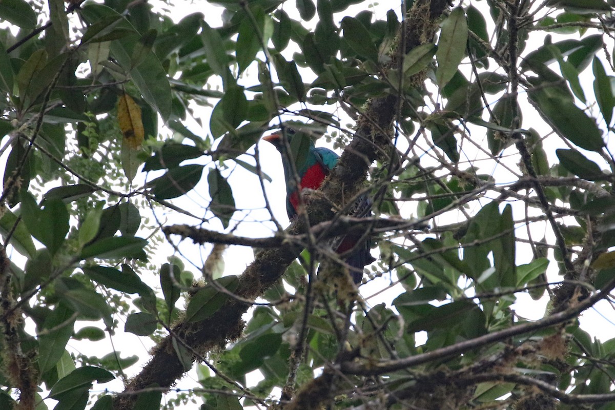 Golden-headed Quetzal - ML641095933