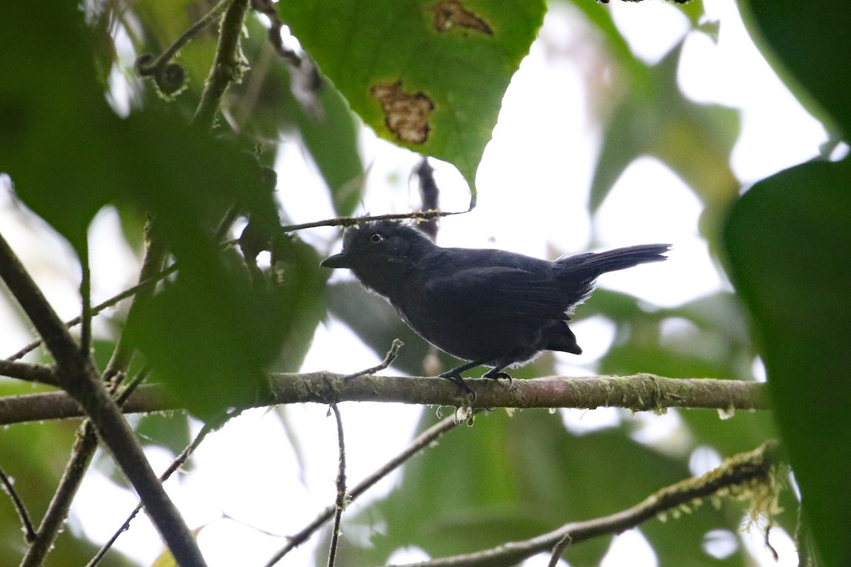 Uniform Antshrike - ML641095940
