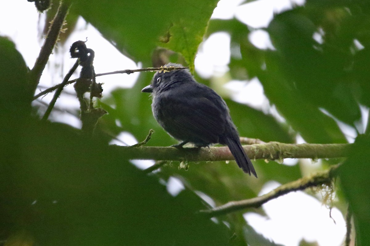 Uniform Antshrike - ML641095941
