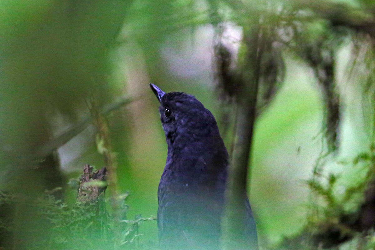 Tatama Tapaculo - ML641095946