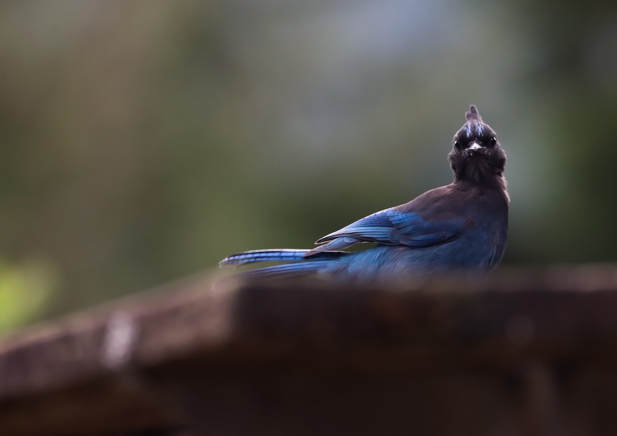 Steller's Jay - ML641095979