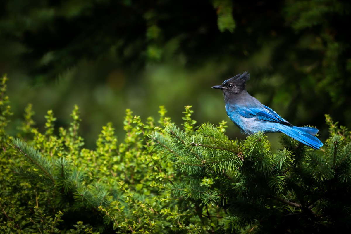 Steller's Jay - ML641095980