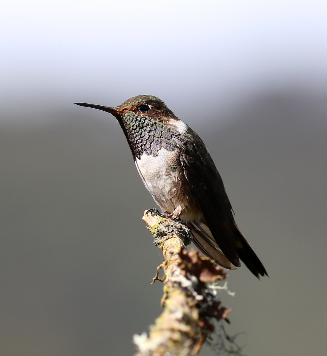 Volcano Hummingbird - ML641095981