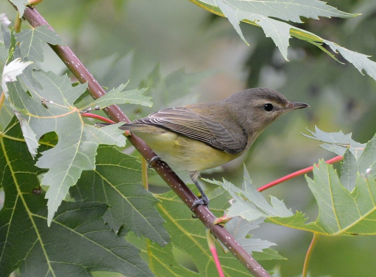 Philadelphia Vireo - ML641095987