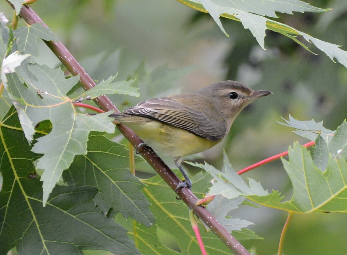Philadelphia Vireo - ML641095988