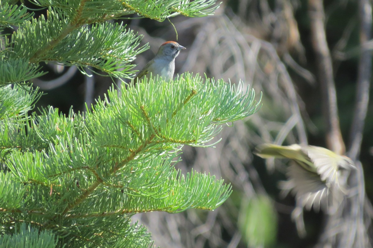 Green-tailed Towhee - ML641095996