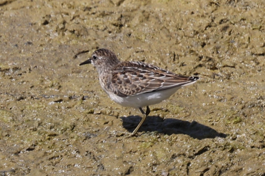 Least Sandpiper - ML641095997