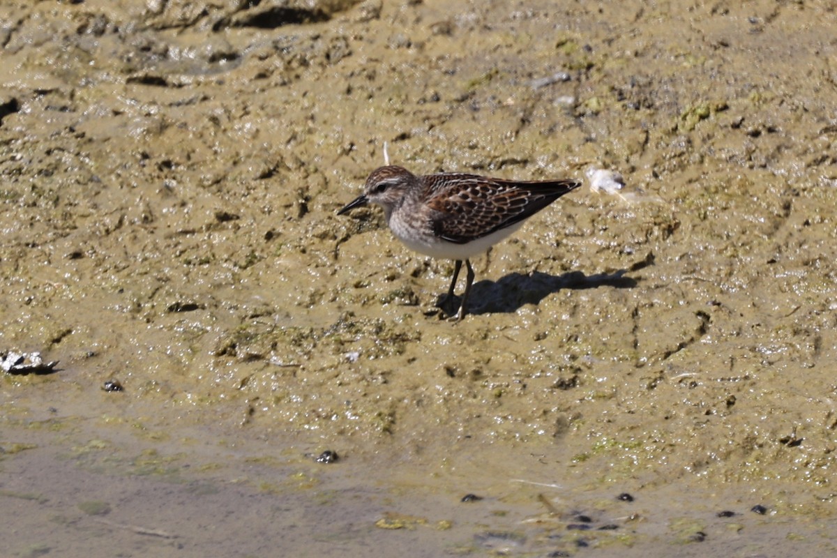 Least Sandpiper - ML641095998