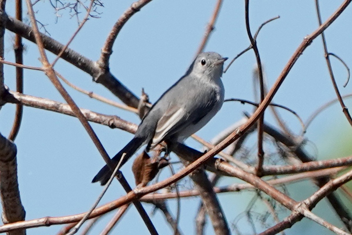 Blue-gray Gnatcatcher - ML641096021