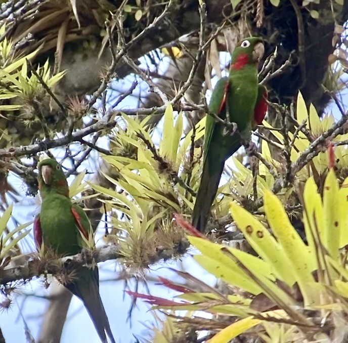 Aratinga Ojiblanca - ML641096022