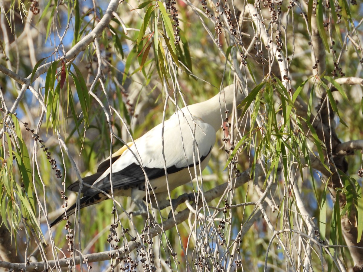 Torresian Imperial-Pigeon - ML641096038