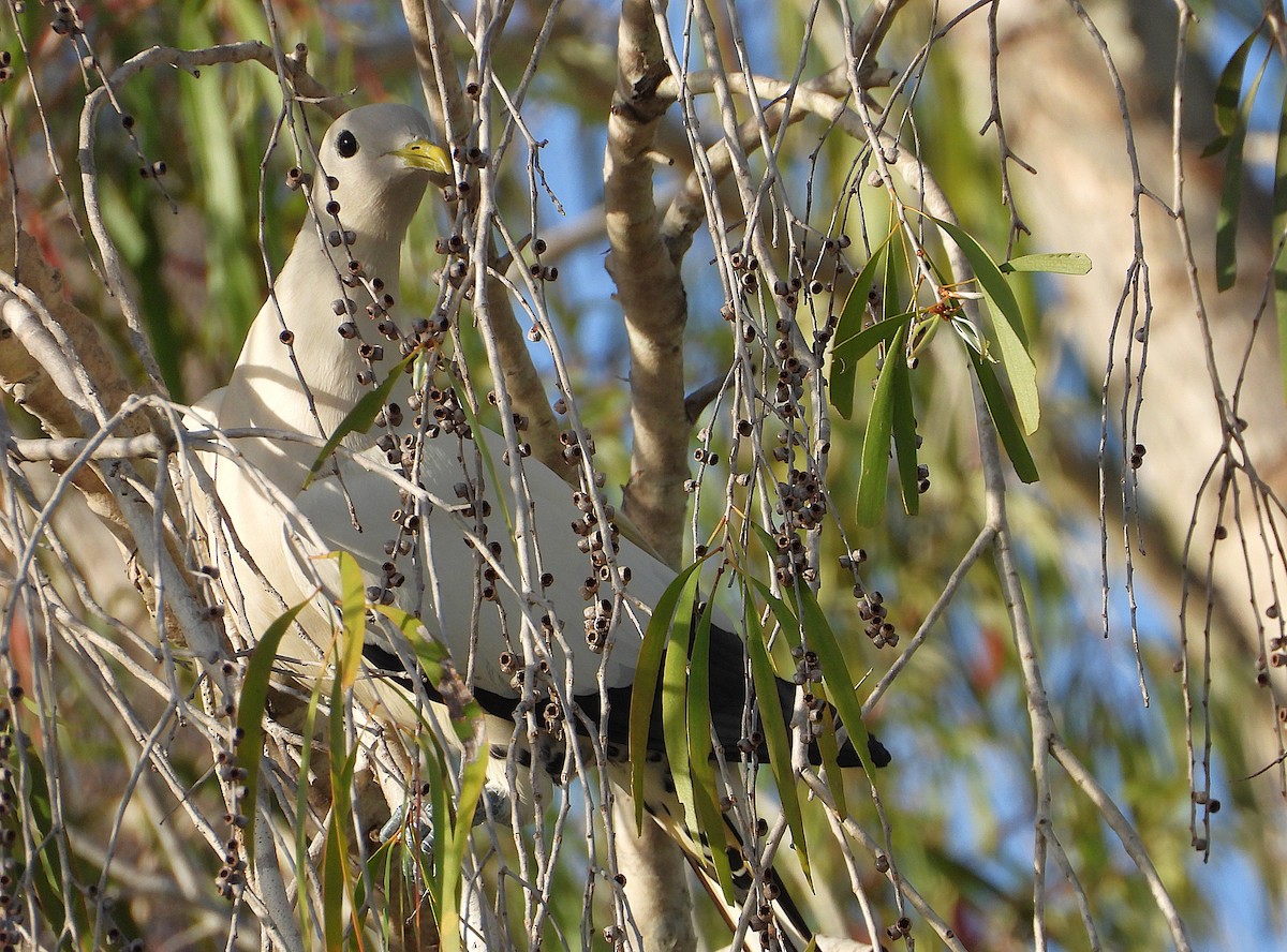 Torresian Imperial-Pigeon - ML641096039