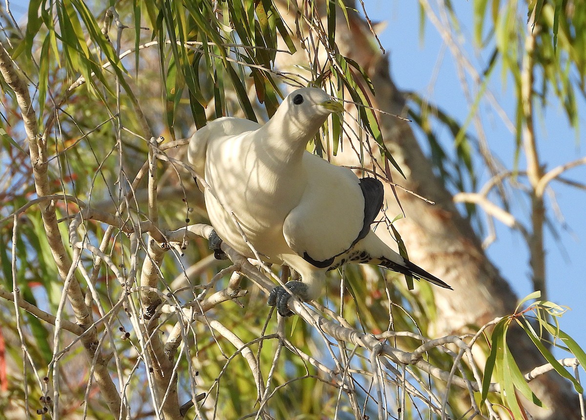 Torresian Imperial-Pigeon - ML641096040