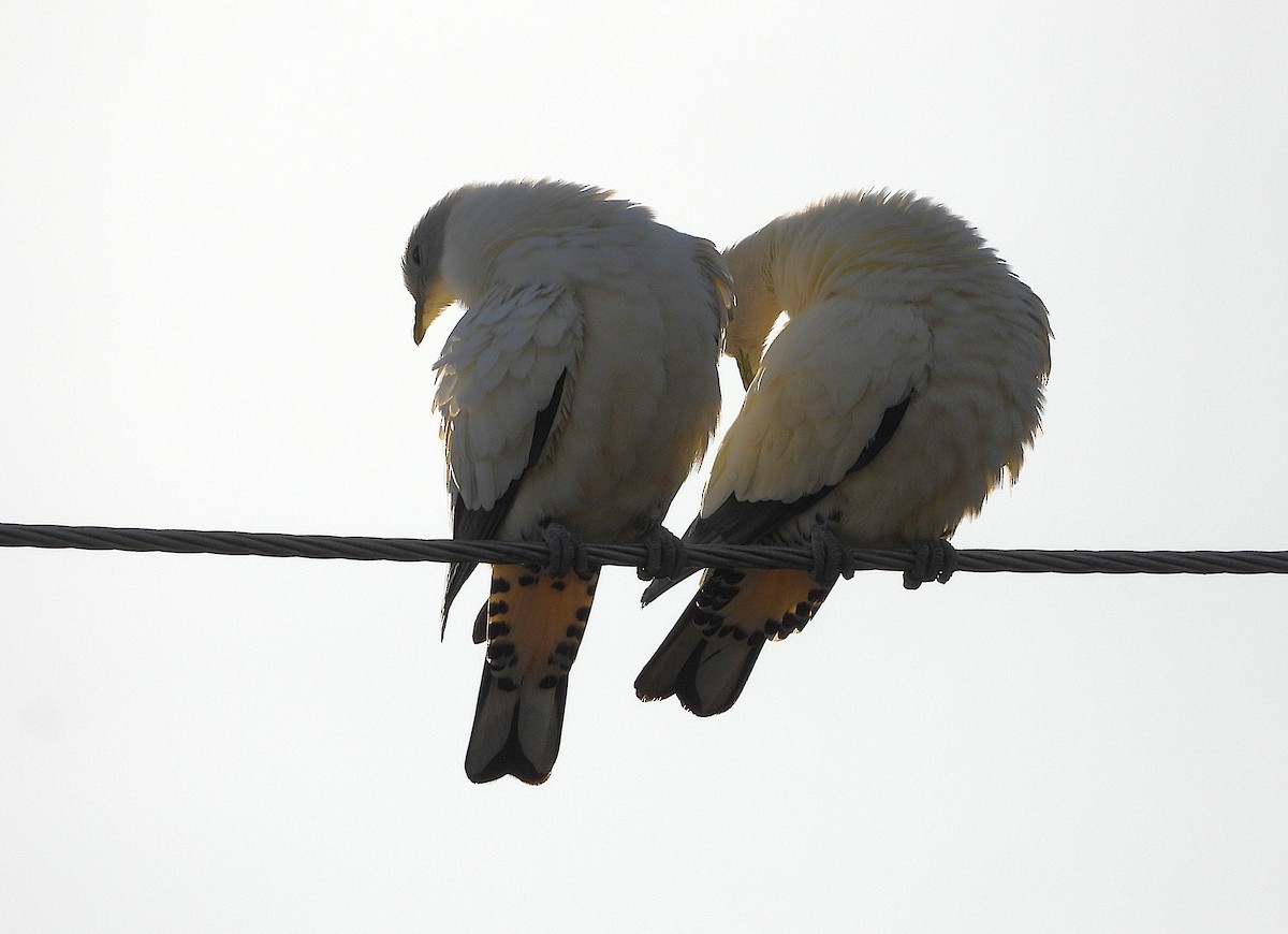 Torresian Imperial-Pigeon - ML641096041