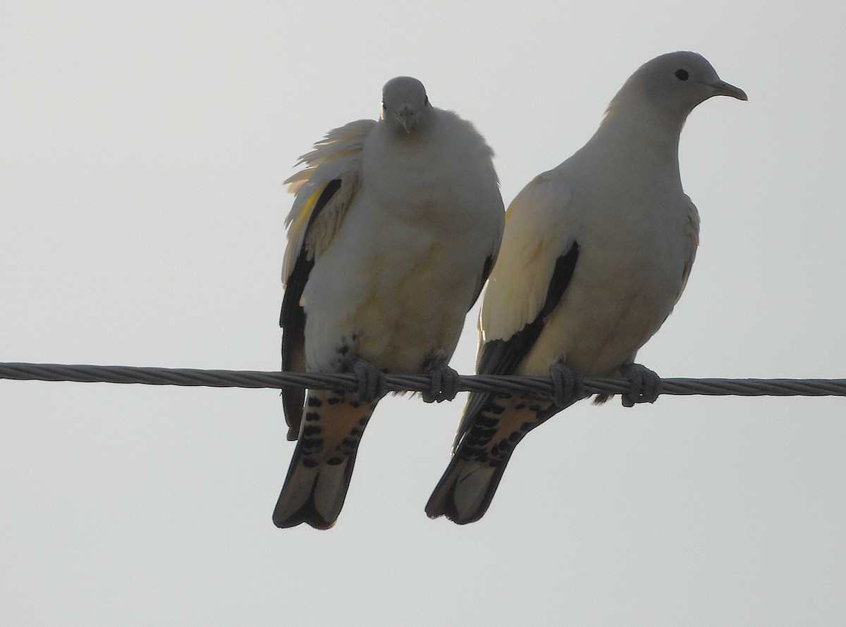 Torresian Imperial-Pigeon - ML641096043