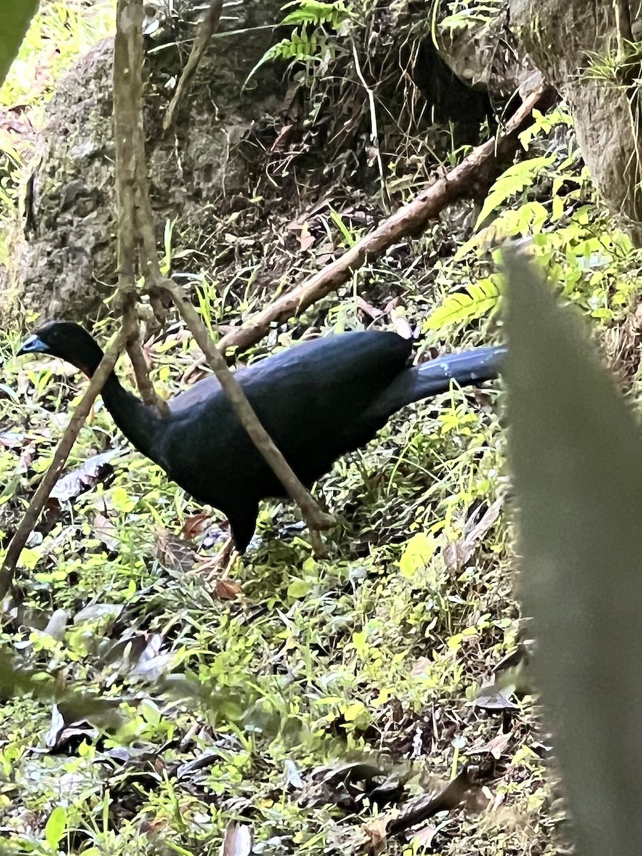Wattled Guan - ML641096067