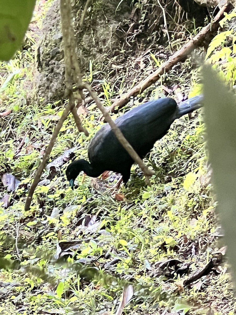 Wattled Guan - ML641096068