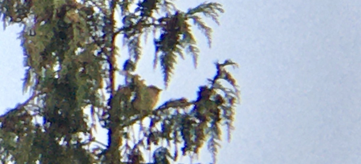 Cedar Waxwing - ML641096074