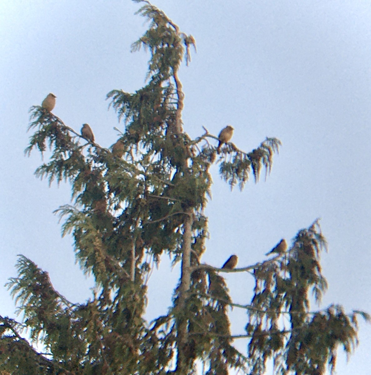 Cedar Waxwing - ML641096075