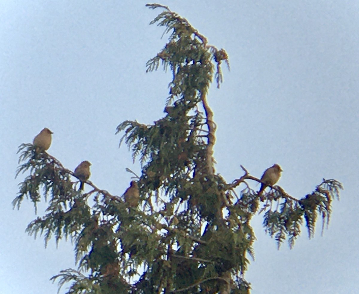 Cedar Waxwing - ML641096076