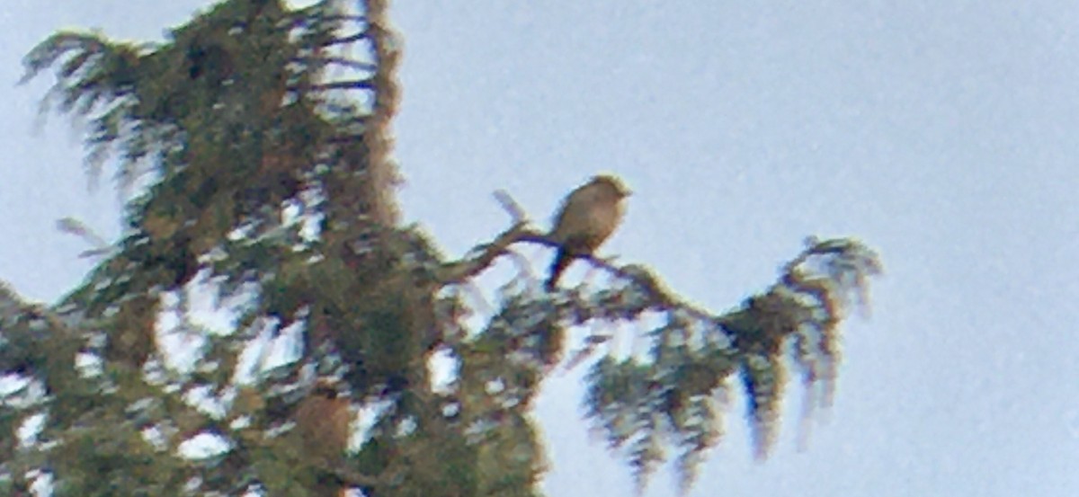 Cedar Waxwing - ML641096077
